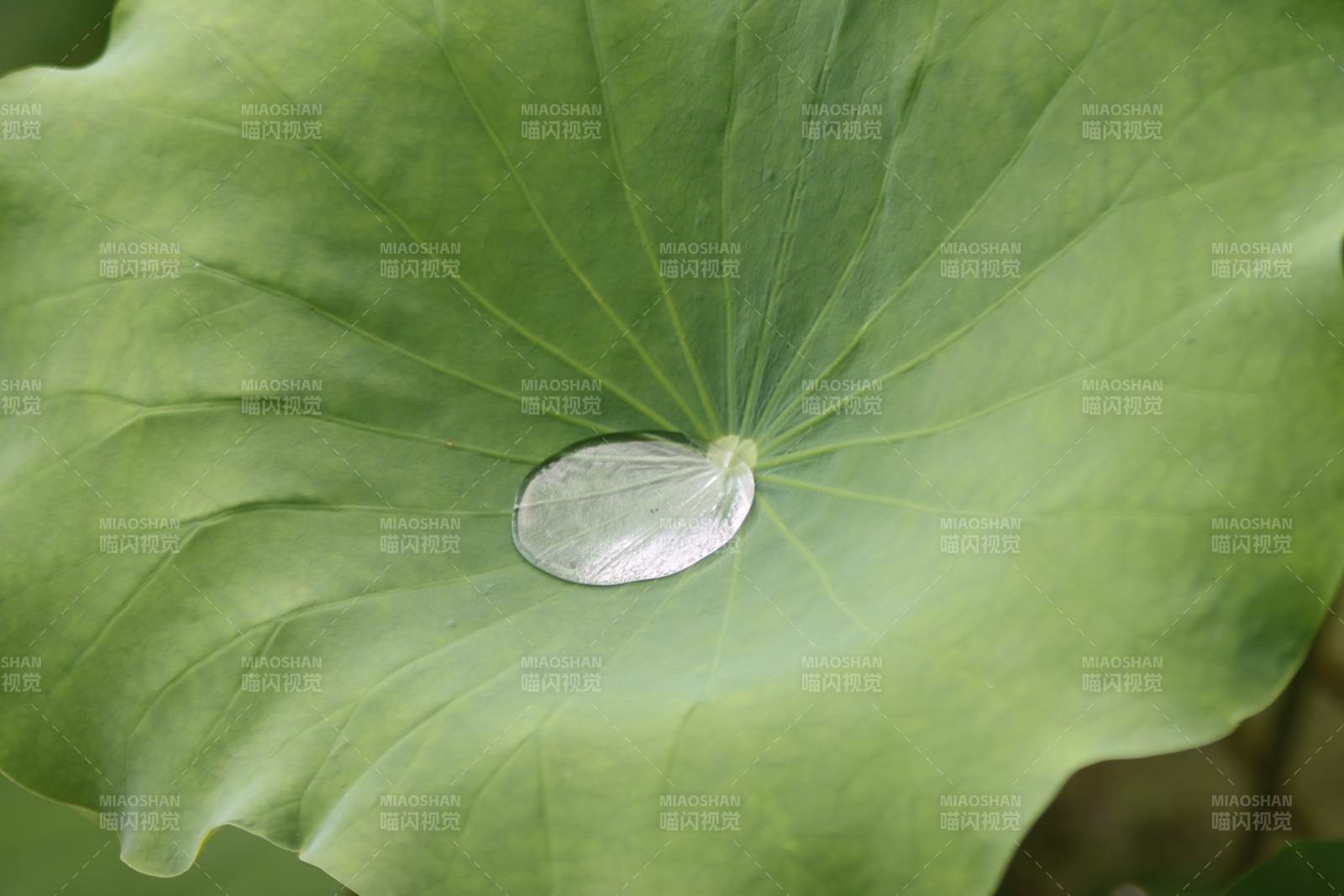 荷叶上的水珠图片