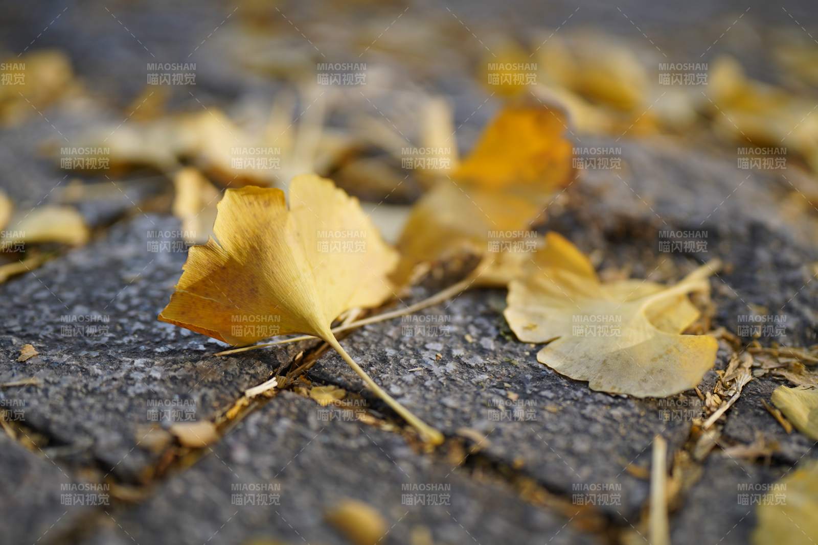 秋叶静落 岁月无声图片