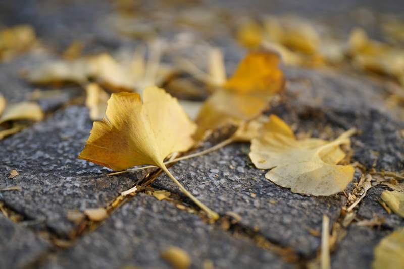 秋叶静落 岁月无声图片