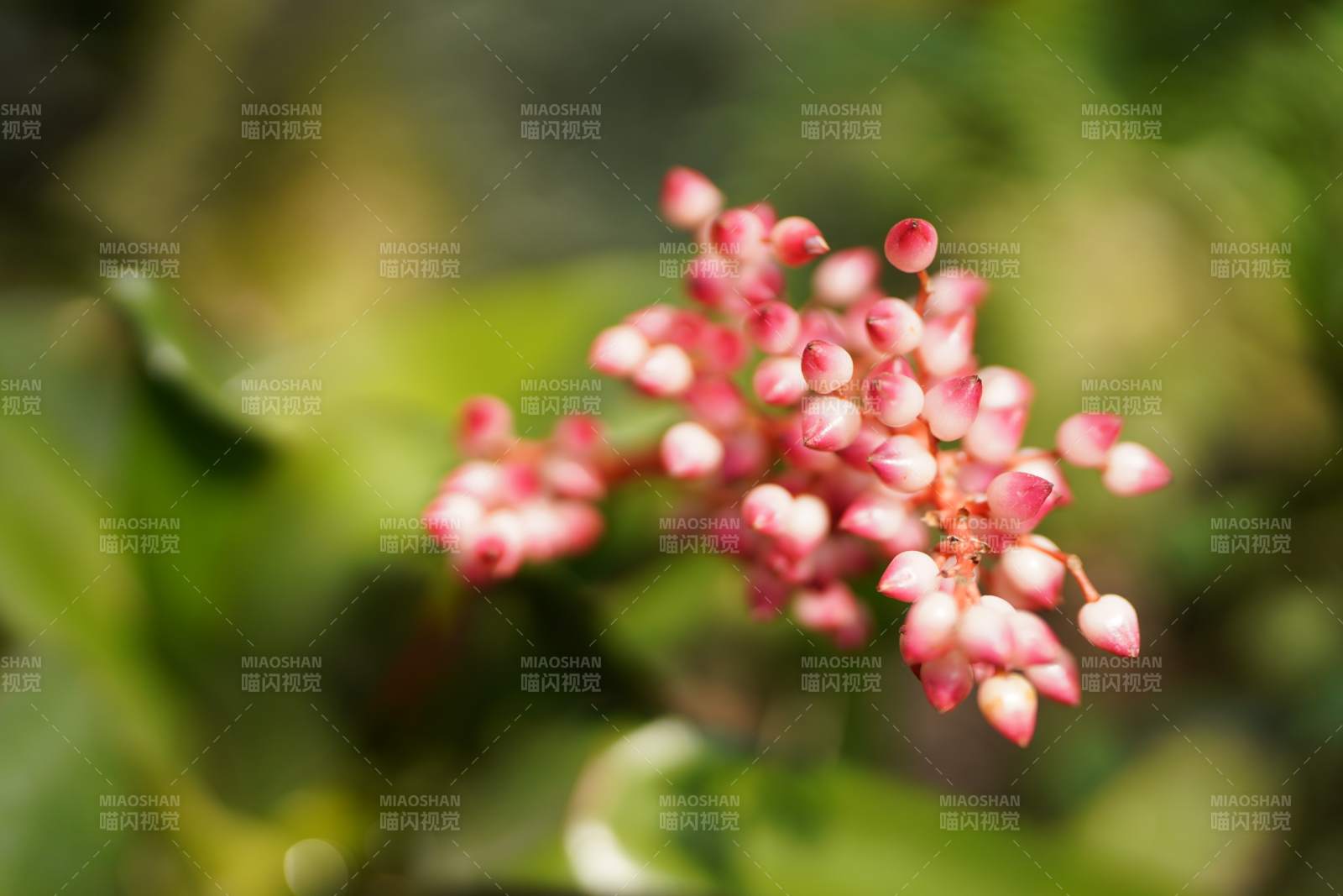 粉色小花绽放于绿叶间图片