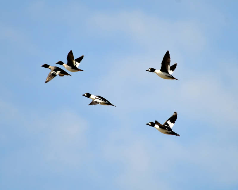 飞翔的鹊鸭图片