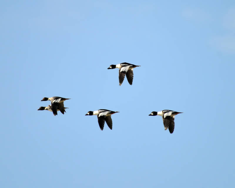 飞翔的鸭群图片