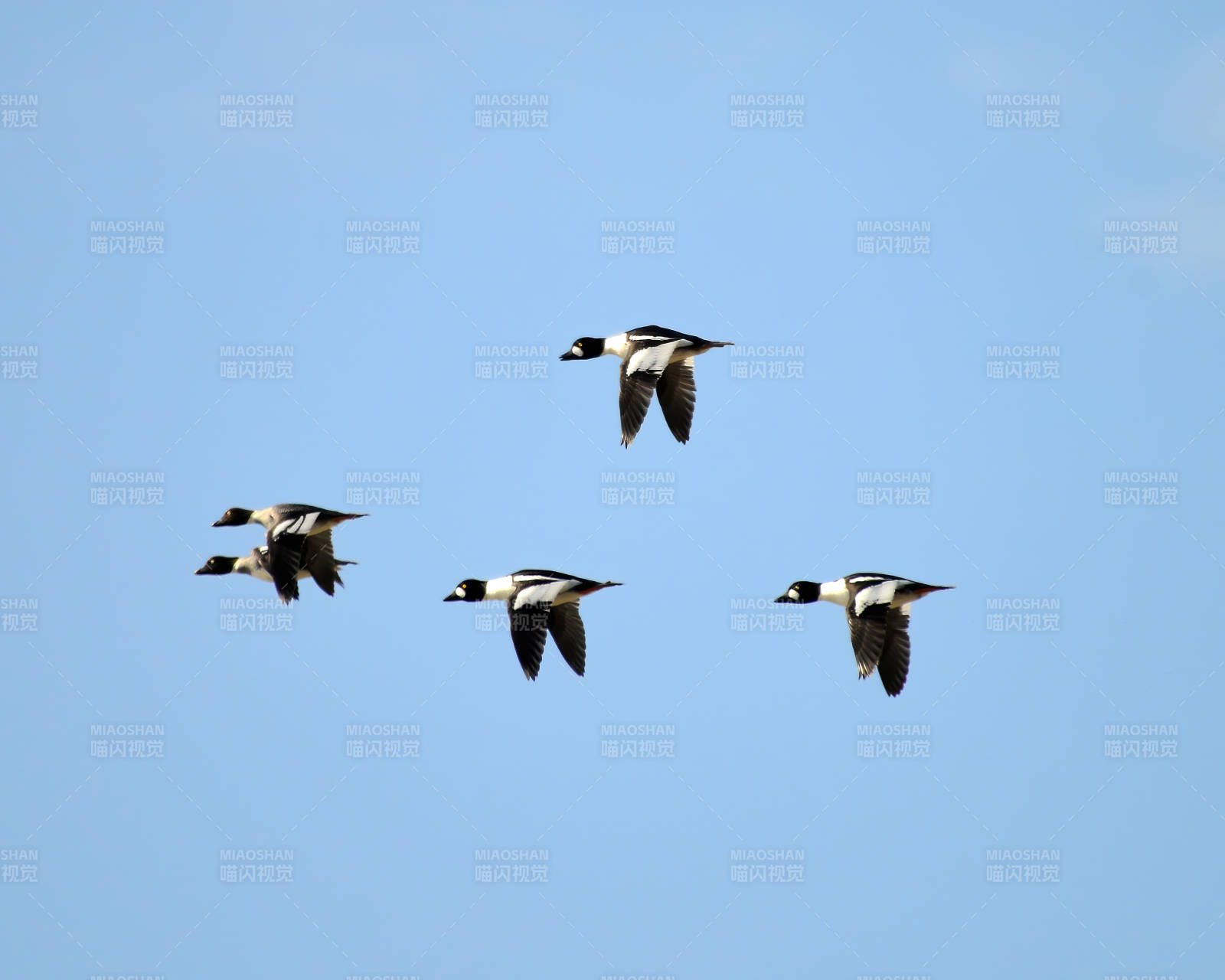 飞翔的鸭群图片