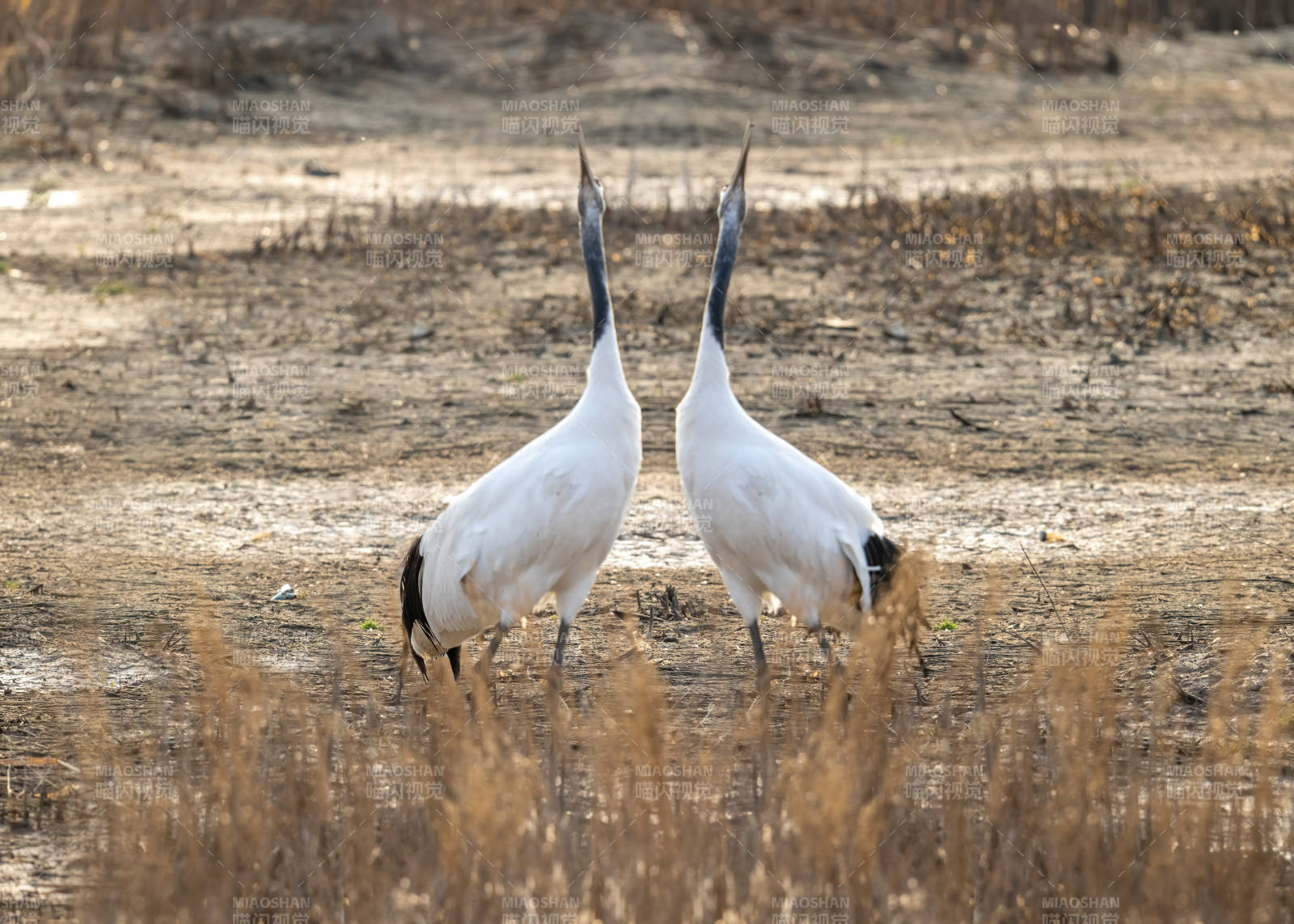 双鹤觅食 秋野静谧图片