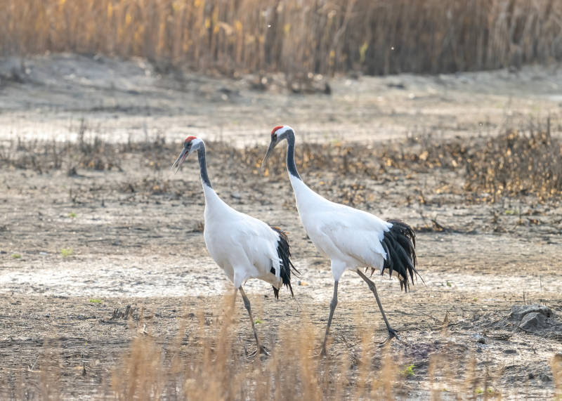 丹顶鹤在湿地漫步图片