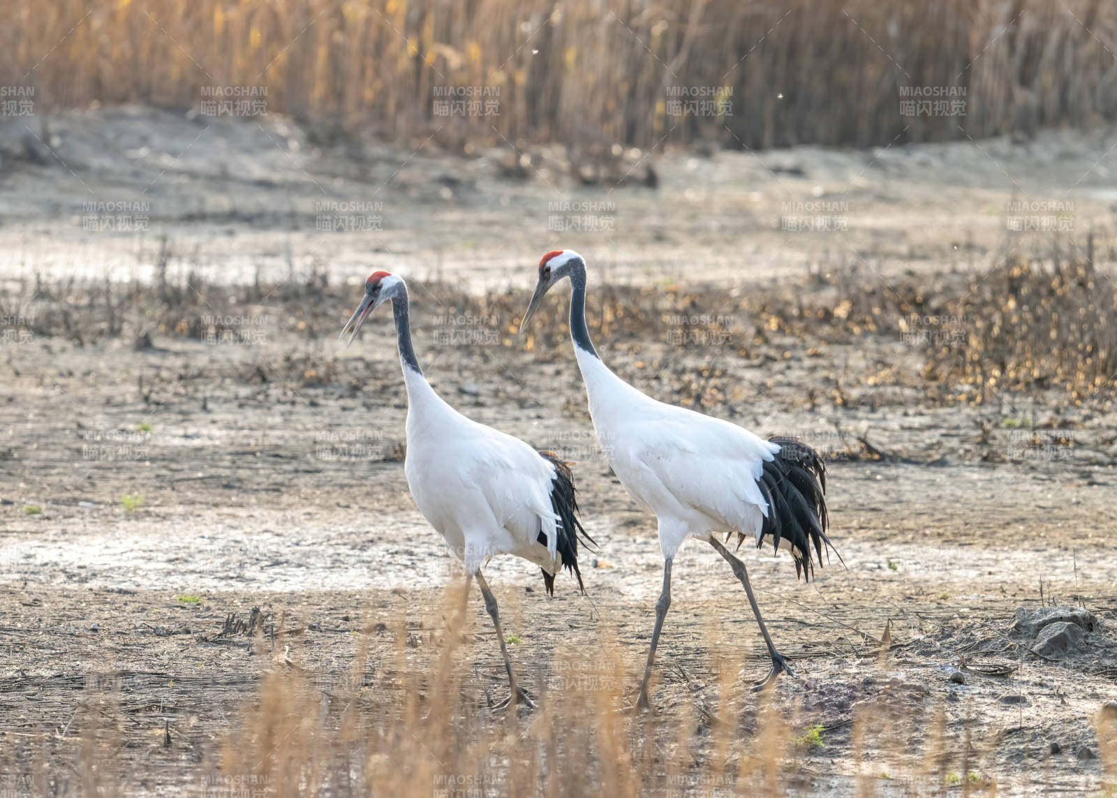 丹顶鹤在湿地漫步图片