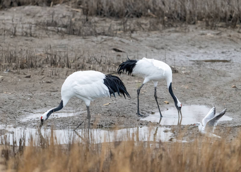丹顶鹤觅食湿地场景图片