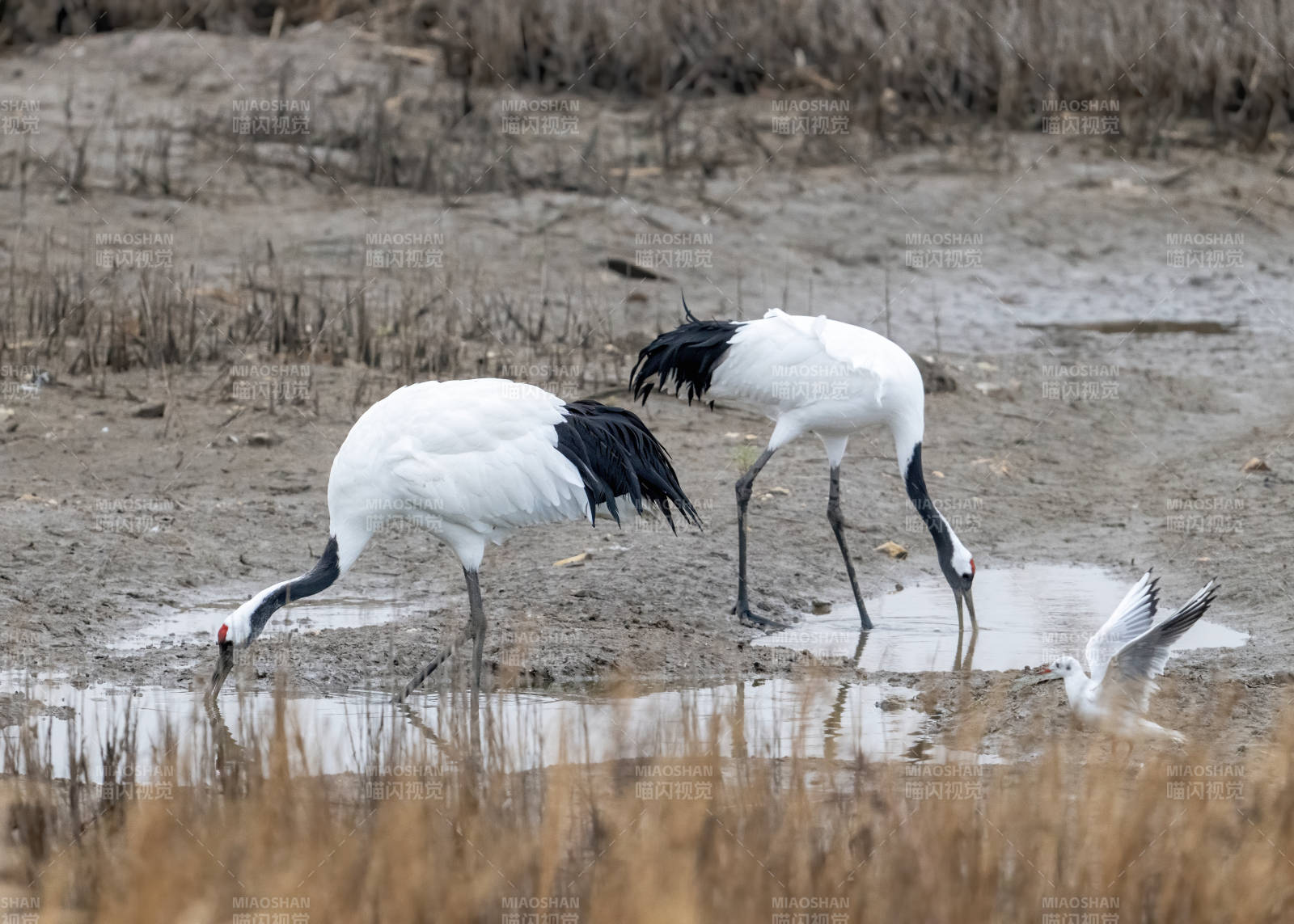 丹顶鹤觅食湿地场景图片