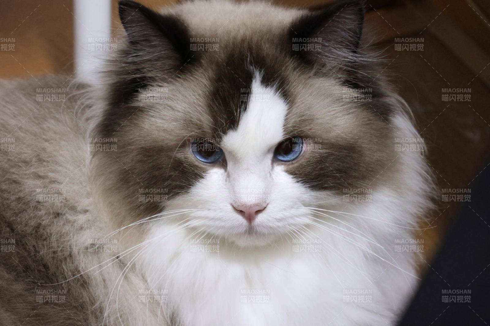 蓝眼长毛猫的温柔凝视图片