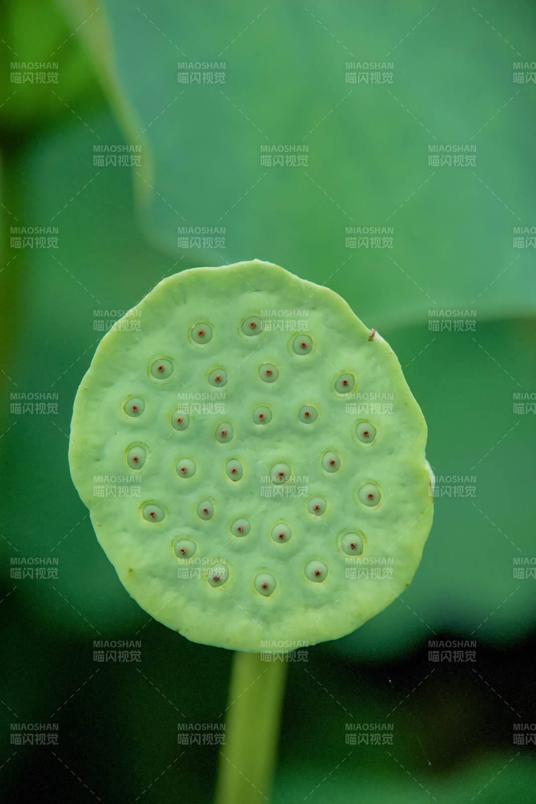 莲蓬的绿色秘密图片