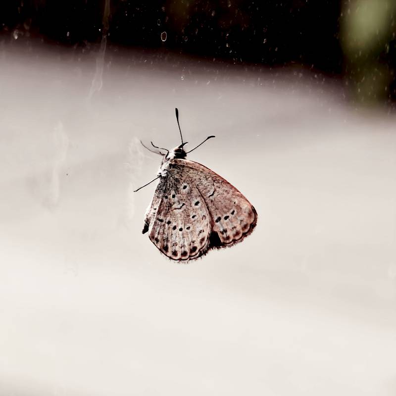 窗上的蝴蝶图片