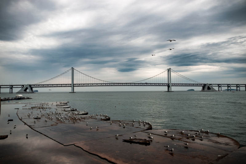 跨海大桥与飞翔的鸟群  辽宁大连图片
