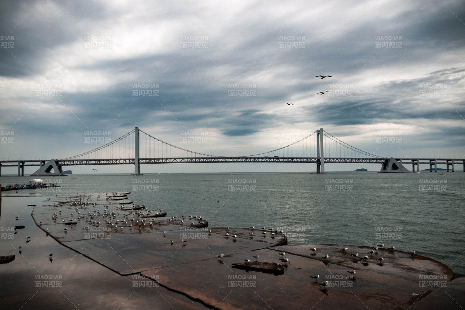 跨海大桥与飞翔的鸟群  辽宁大连图片