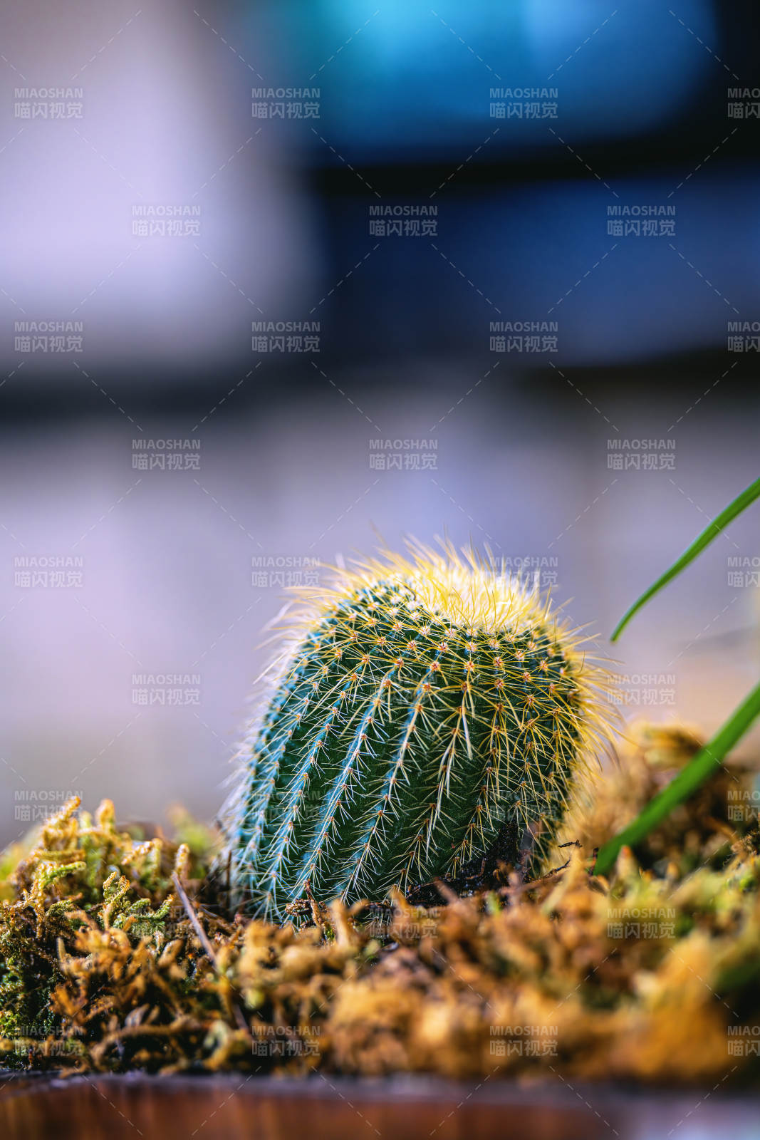 仙人掌与苔藓的静谧之美图片