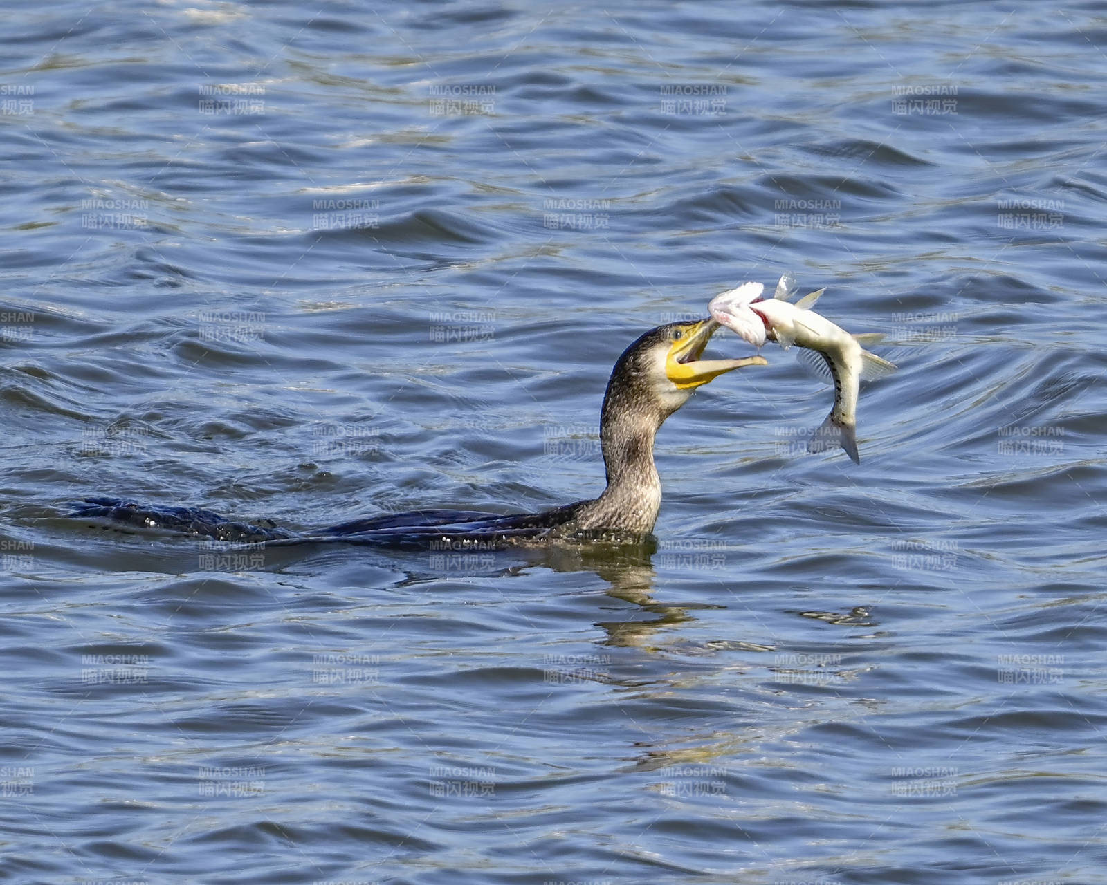 鸬鹚捕鱼瞬间图片