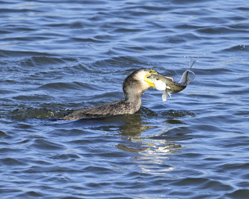鸬鹚捕获大鱼瞬间图片