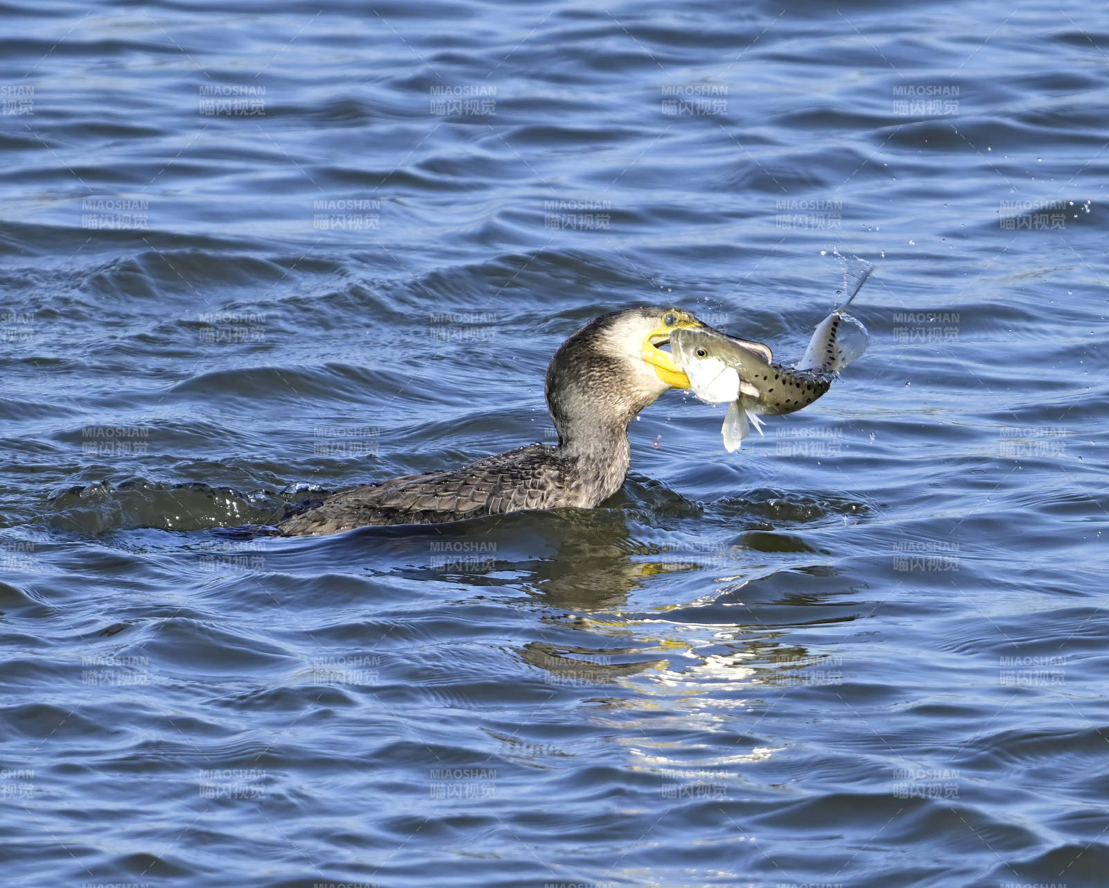 鸬鹚捕获大鱼瞬间图片
