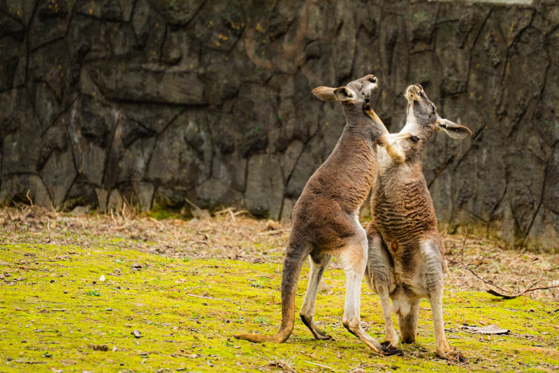 袋鼠间的亲密互动图片