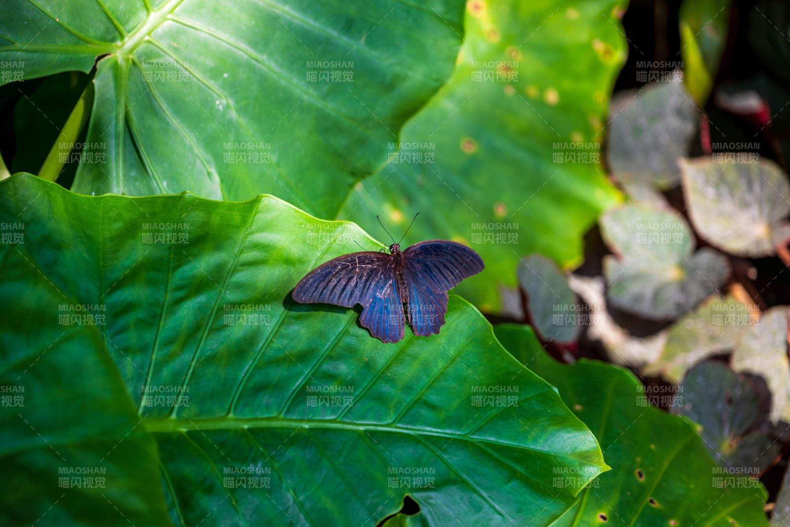 绿叶上的紫蝶静憩图片
