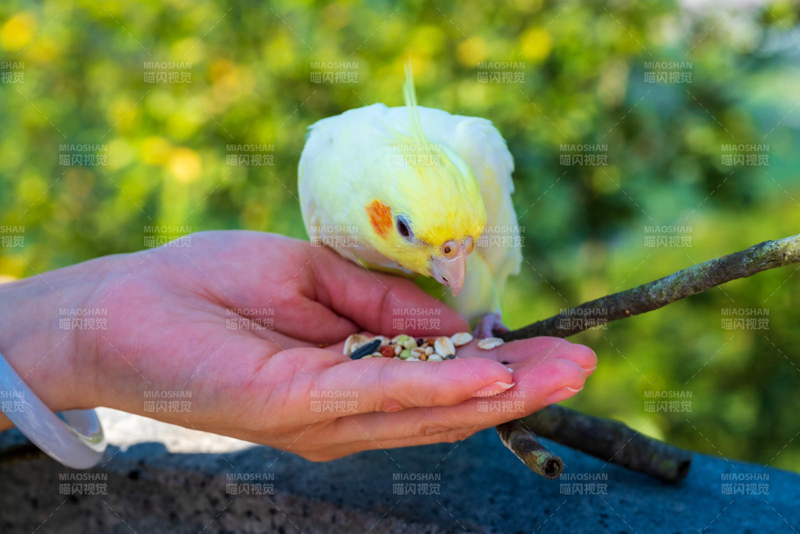 手喂小鸟 温馨互动图片