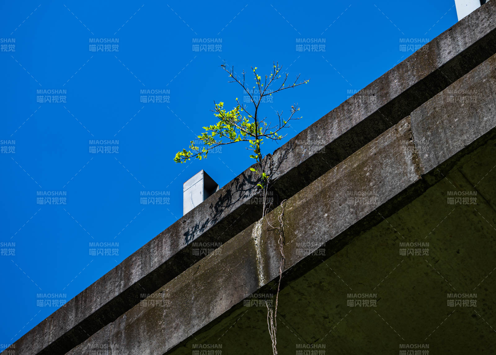 桥上顽强生长的小树图片