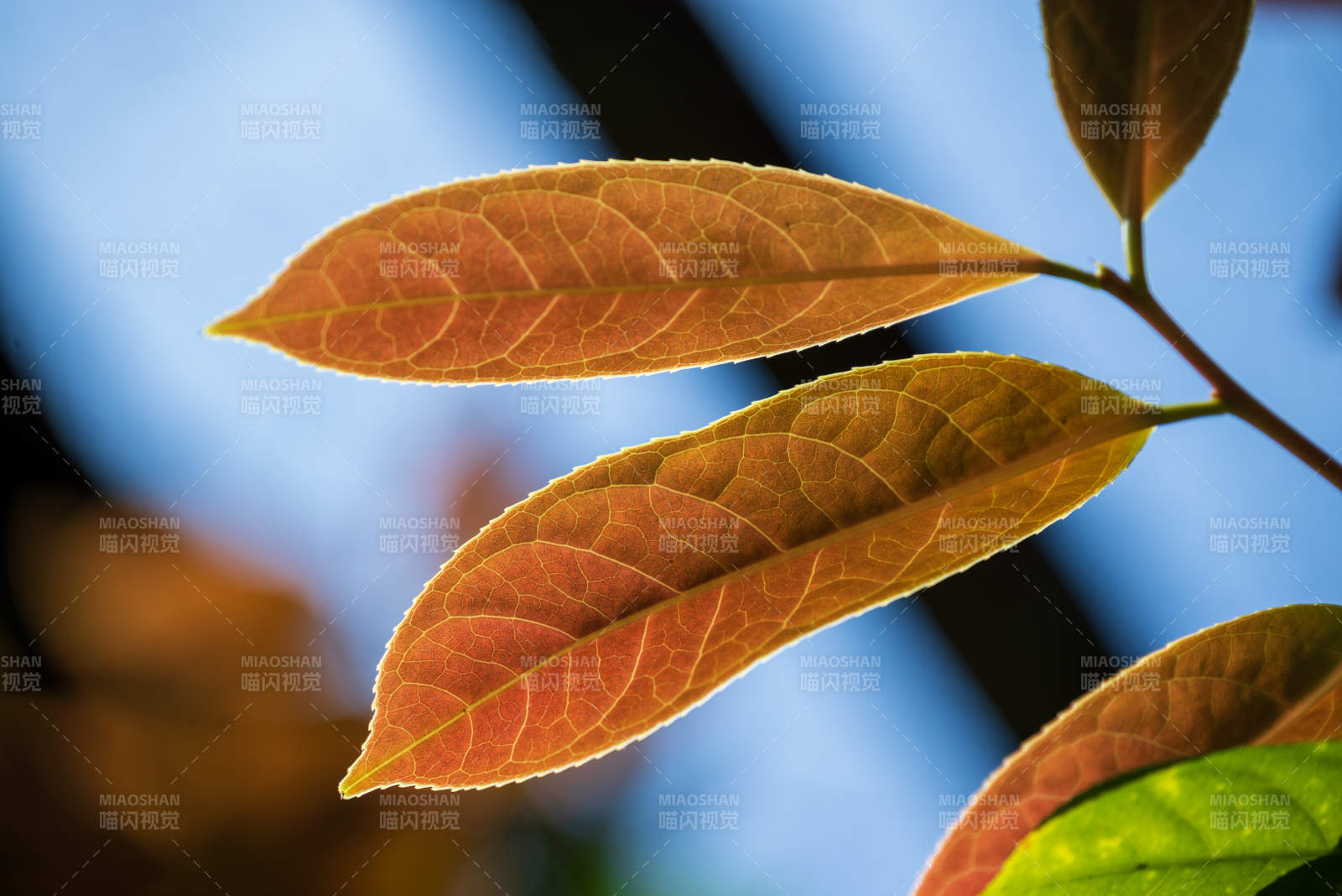 秋叶映蓝天 光影交织美图片