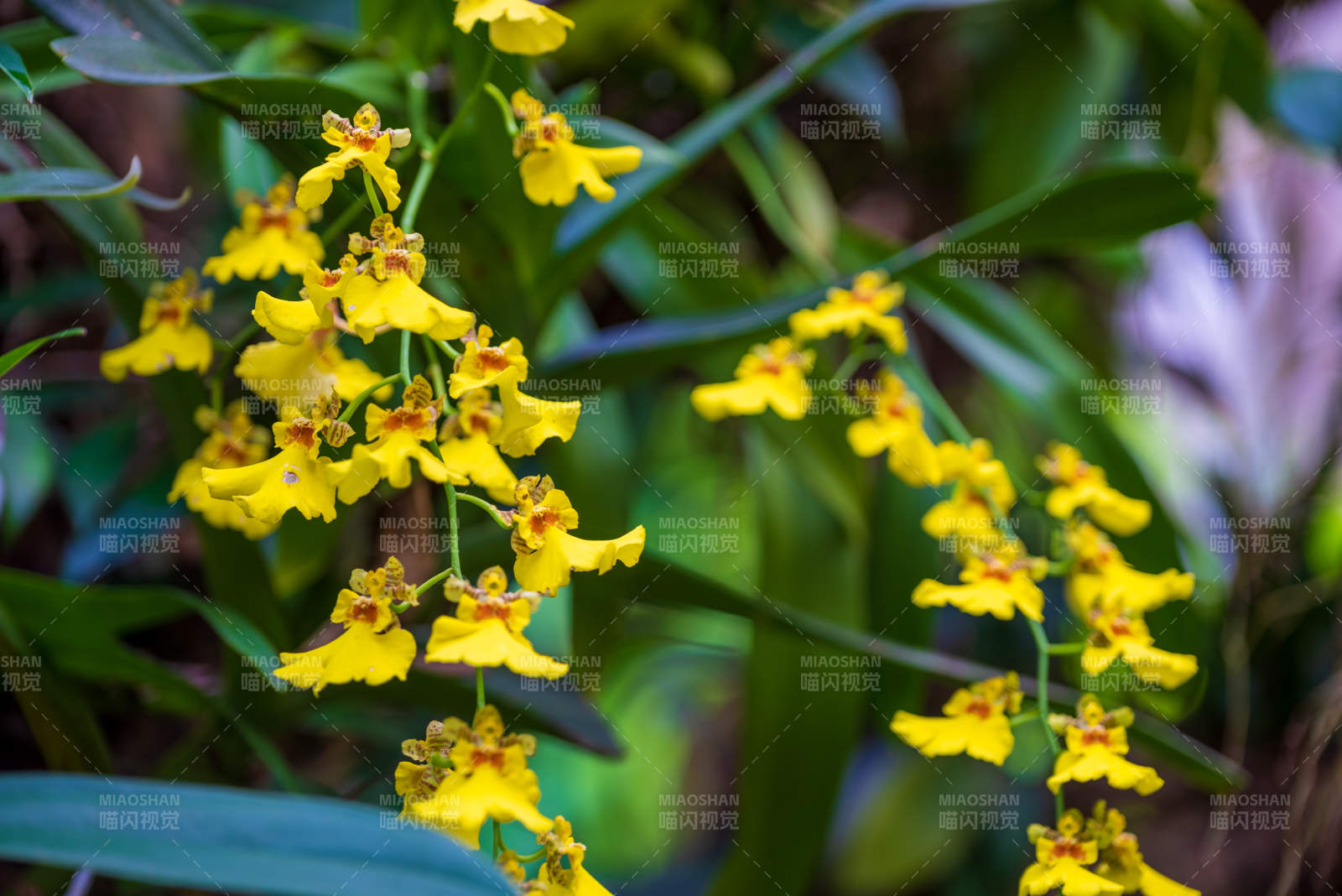 黄色兰花绽放 生机盎然图片