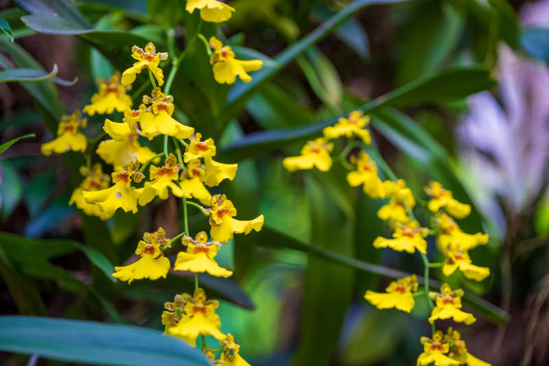 黄色兰花绽放 生机盎然图片