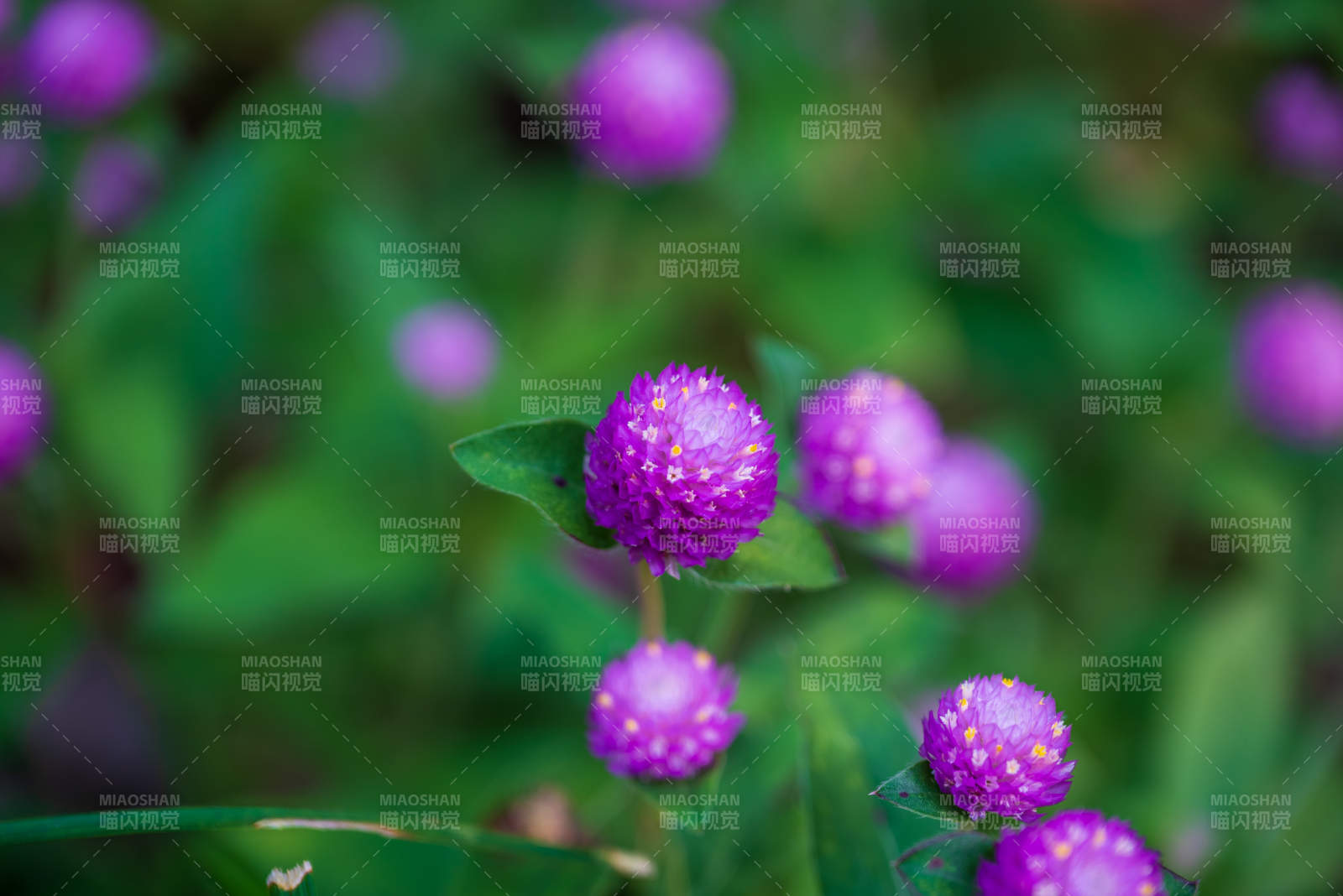 紫色小花绽放美丽瞬间图片