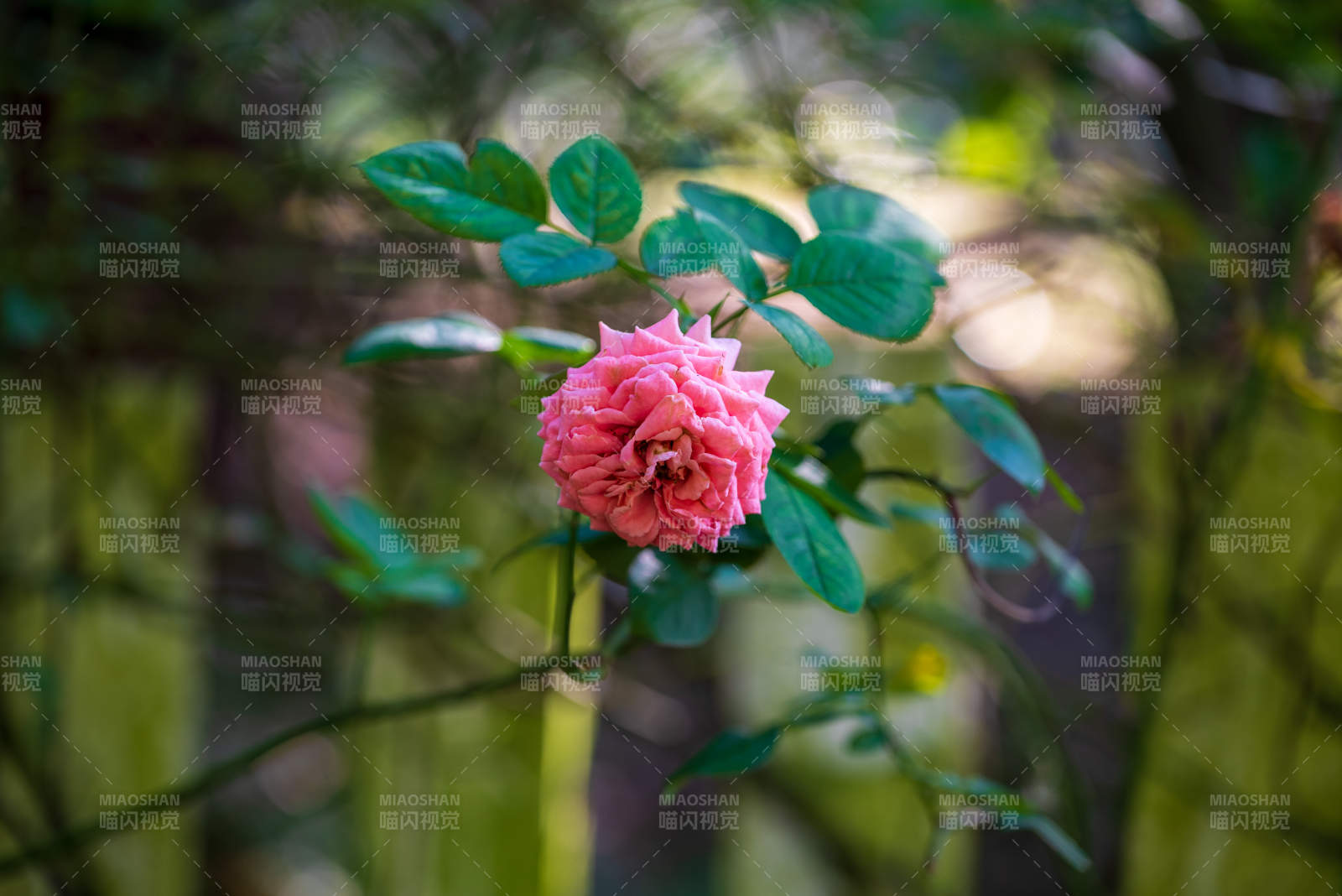 林间绽放的粉红玫瑰图片