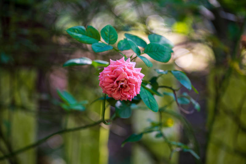 林间绽放的粉红玫瑰图片