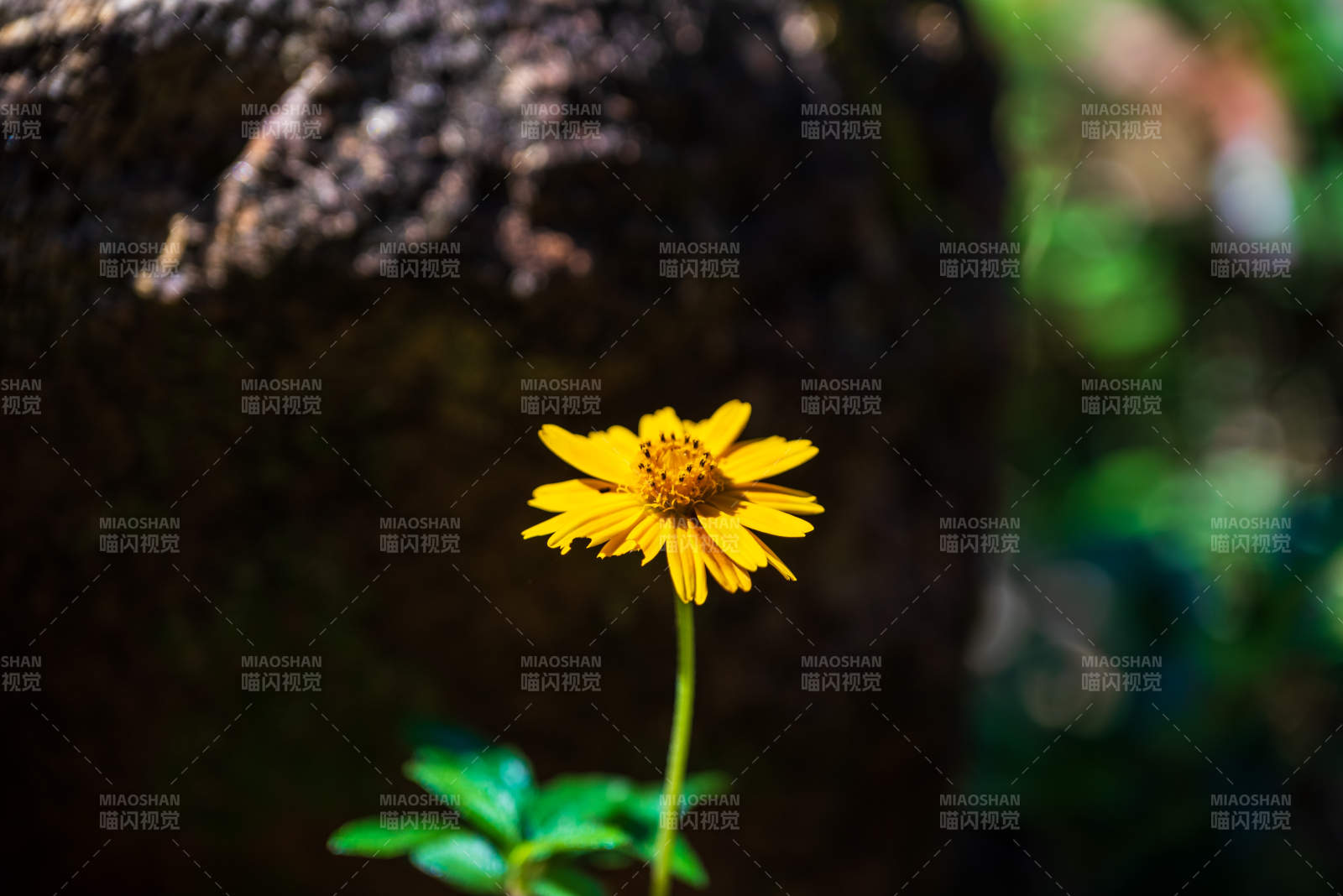 岩石旁的黄色小花图片