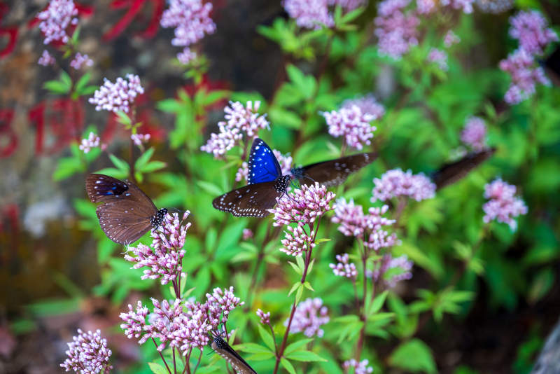 蝴蝶翩翩舞花间图片