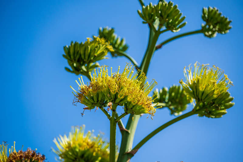 蓝天下的黄色花簇图片