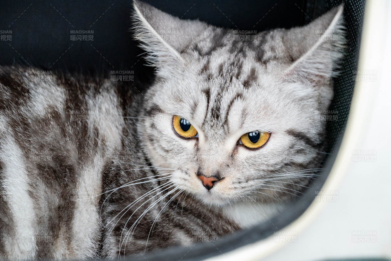 慵懒的银色猫咪图片