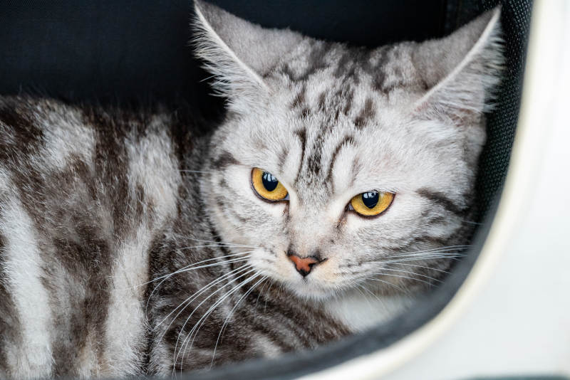 慵懒的银色猫咪图片