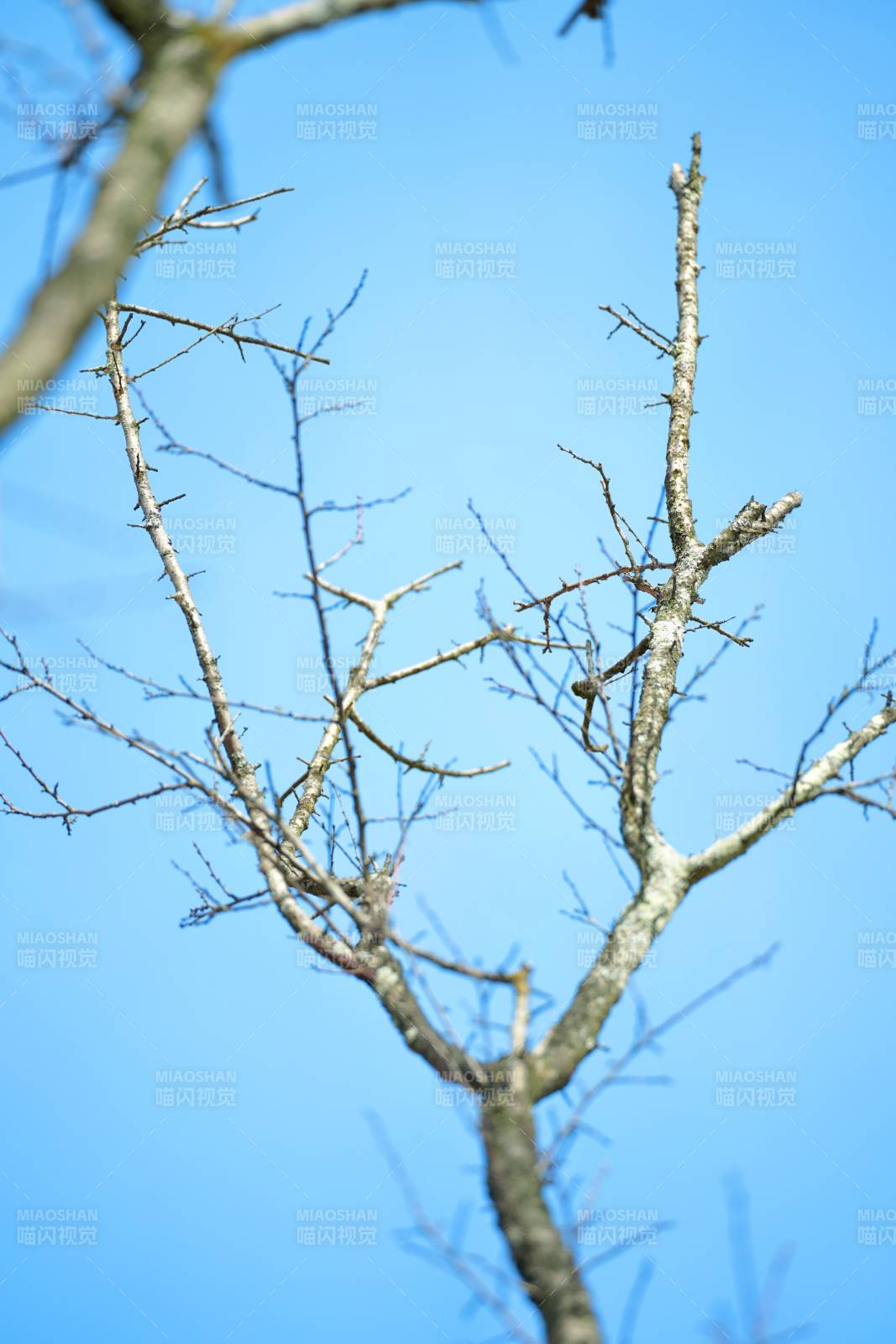 冬日枯枝映蓝天图片