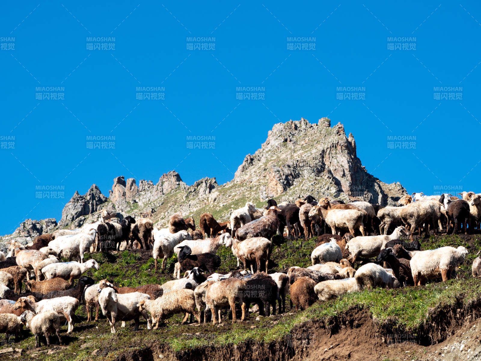 山羊群在蓝天下的山坡上  独库公路上的美图片