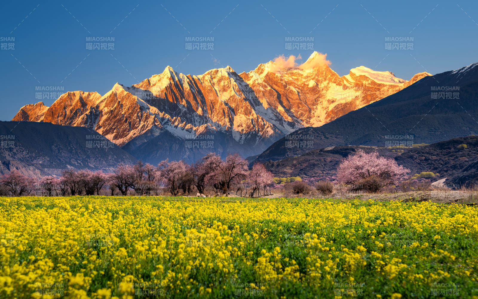 南迦巴瓦下的油菜花田图片