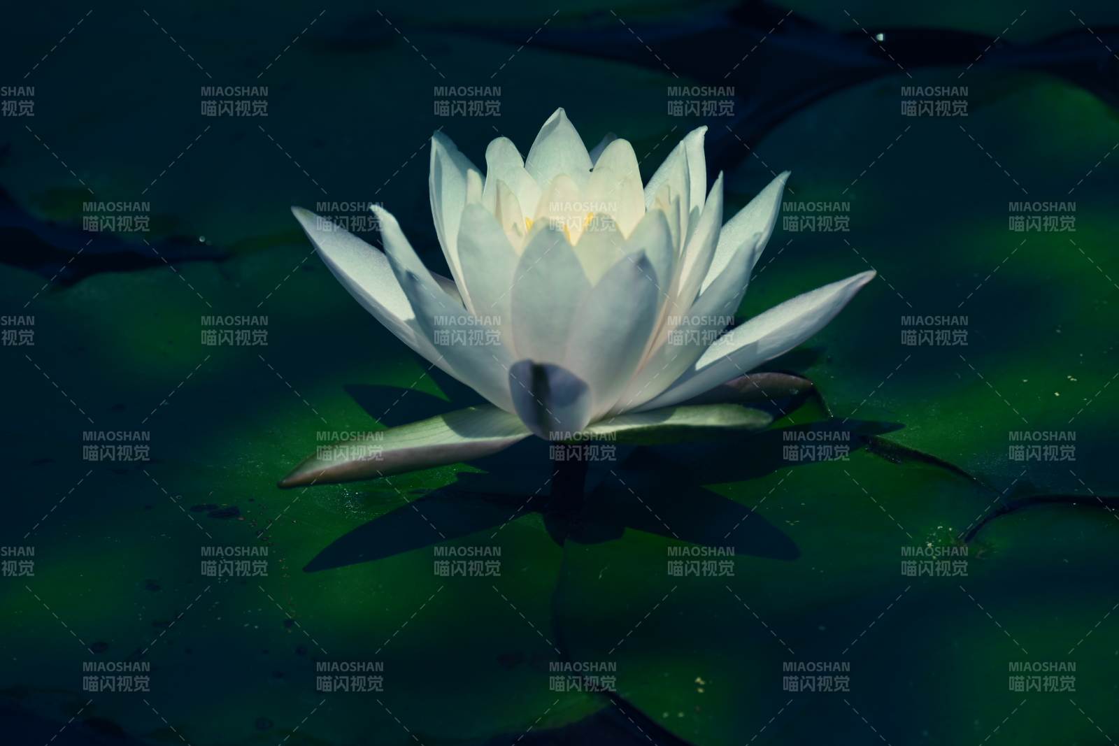 静谧池塘中的莲花图片