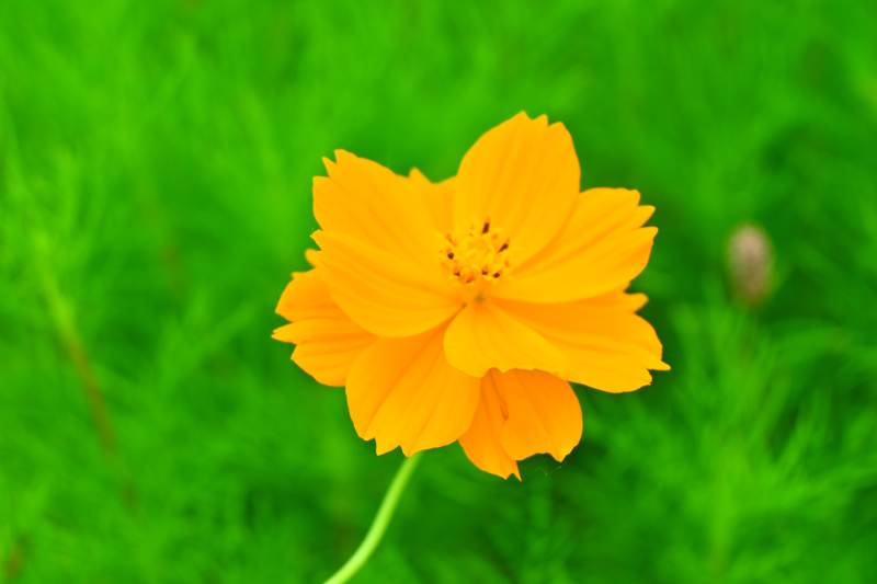 黄秋英在绿叶中绽放图片