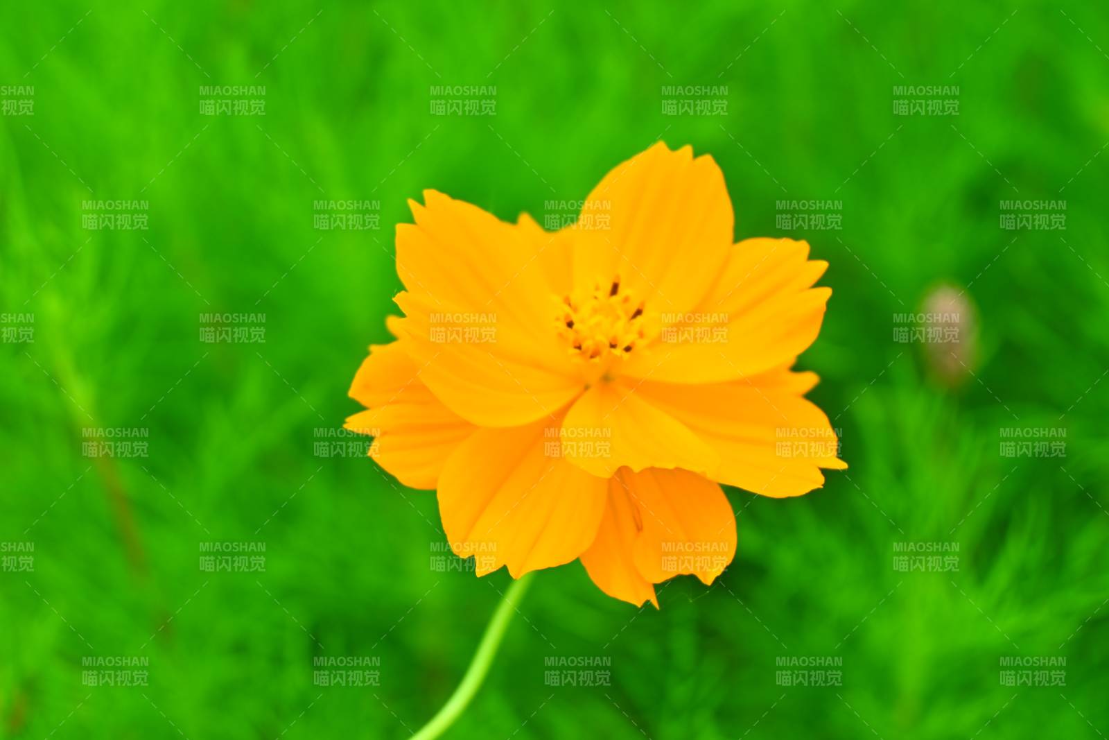 黄秋英在绿叶中绽放图片