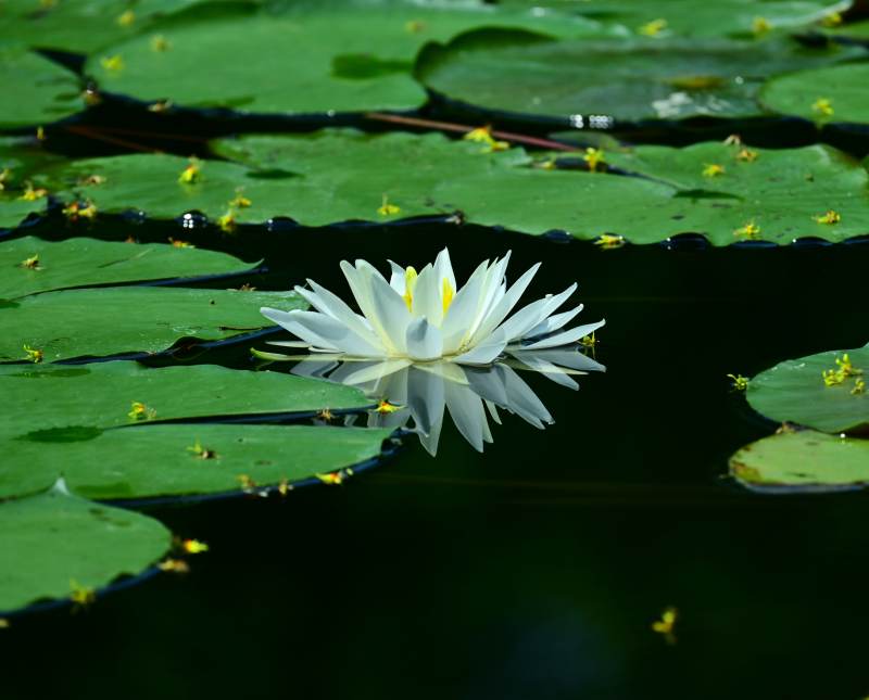 池塘中的白色睡莲图片
