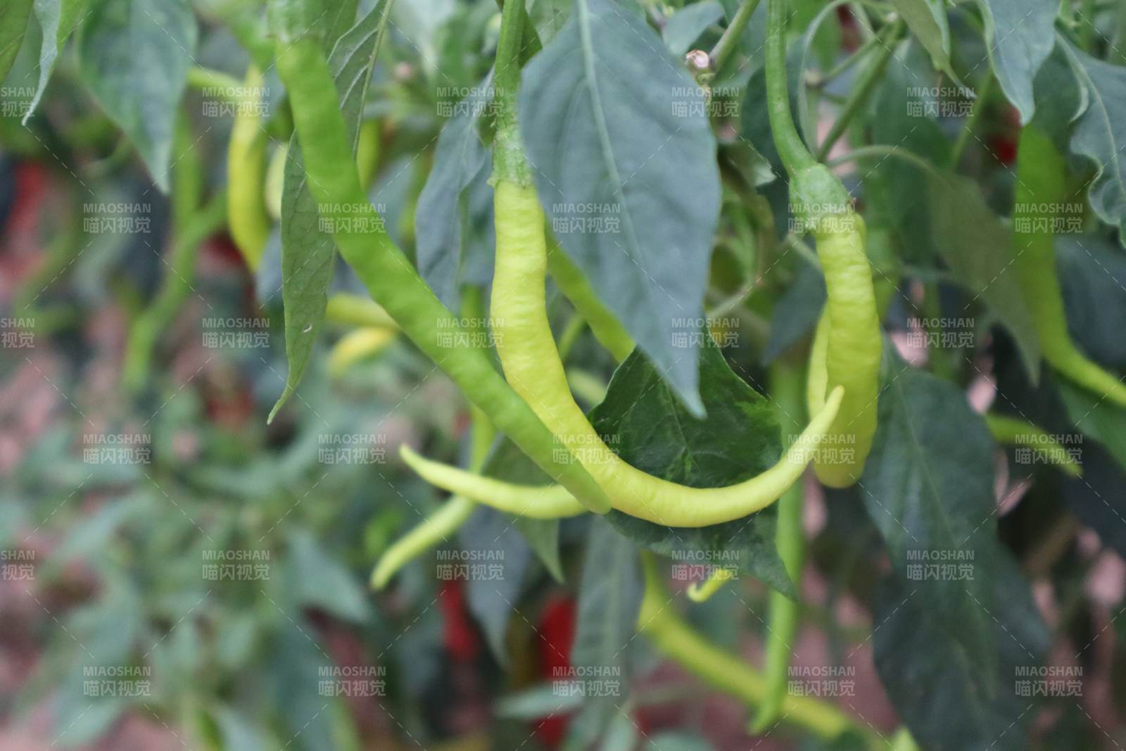 绿色辣椒挂枝头图片