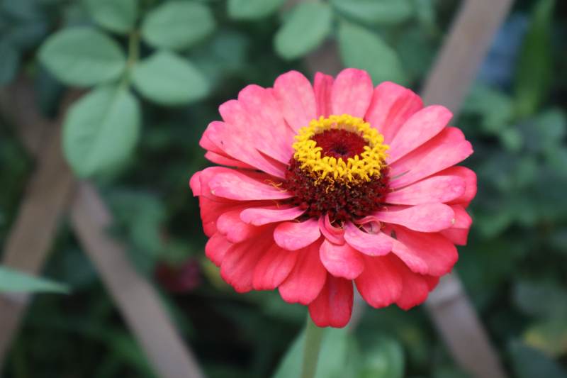 粉红百日菊的美丽绽放图片