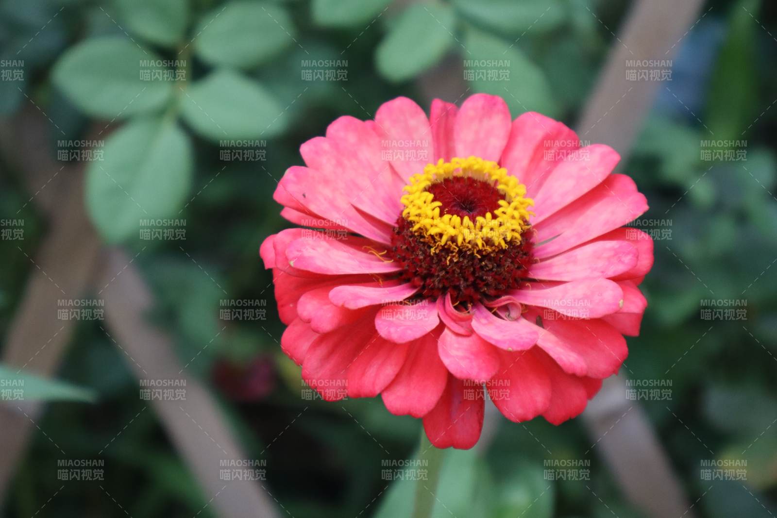 粉红百日菊的美丽绽放图片