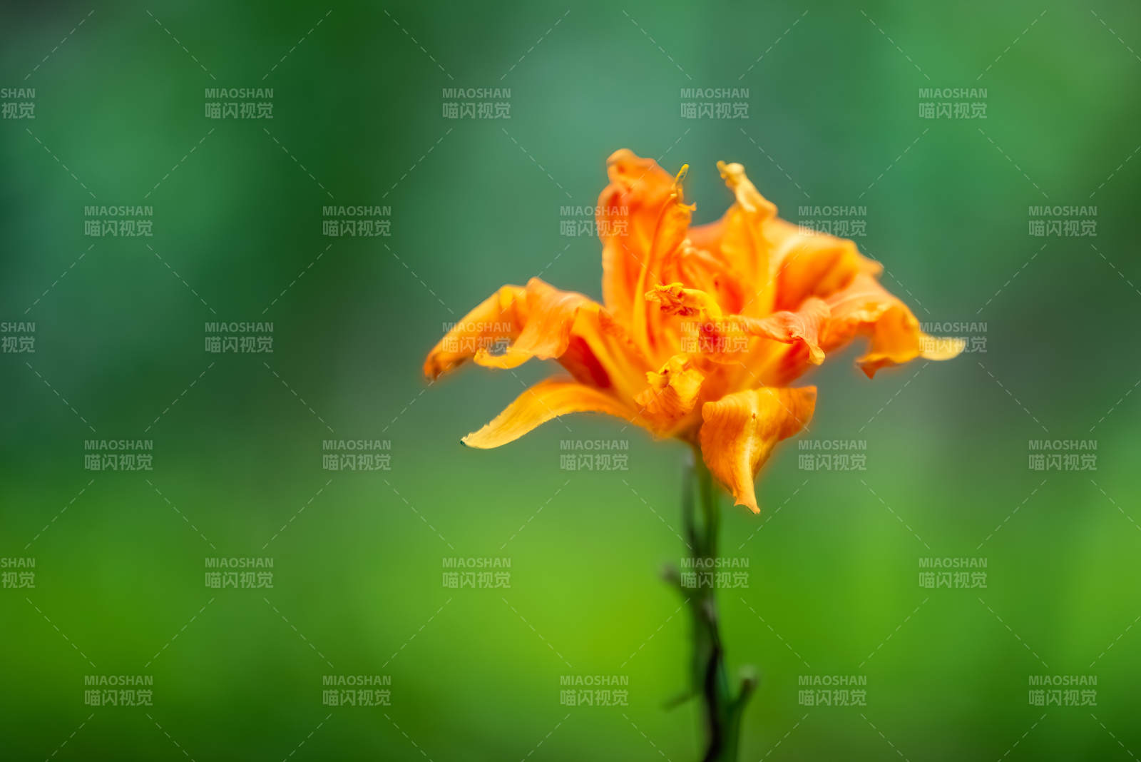 萱草花在绿意中绽放图片