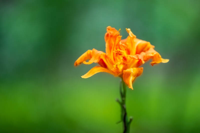 萱草花在绿意中绽放图片