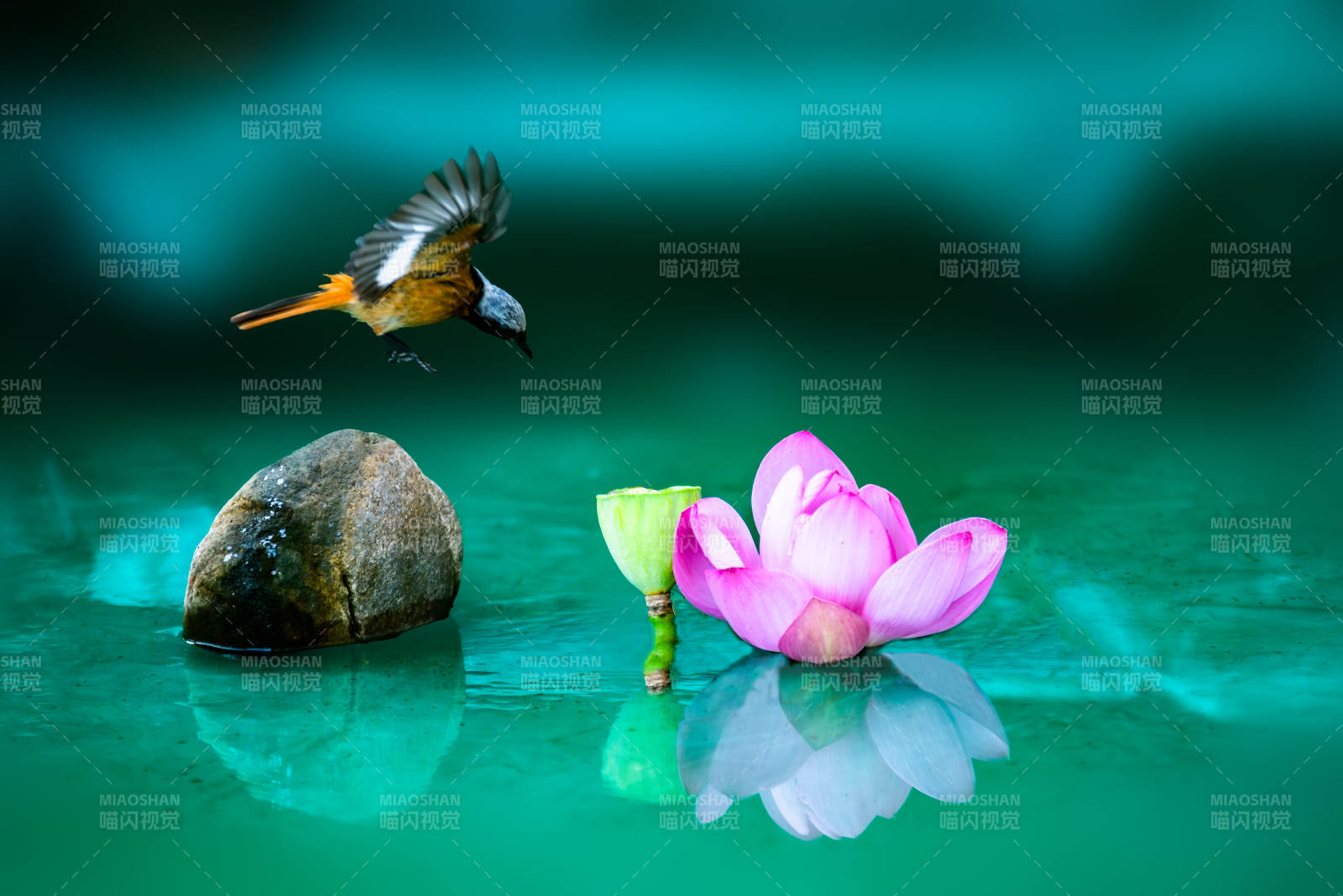 飞鸟与莲花的静谧时光图片