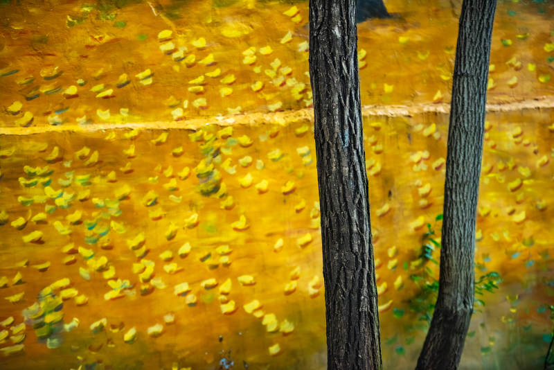 秋日树影与落叶地毯图片